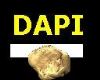 DAPI Logo